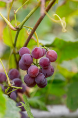 Grapes growing on a organic farm. Natural vinery plantation.