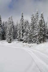 Picturesque snow covered path