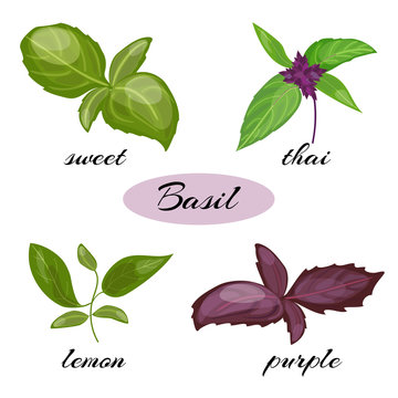 Set of basil leaves. Different types of basil.
