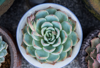 cactus succulents in a planter
