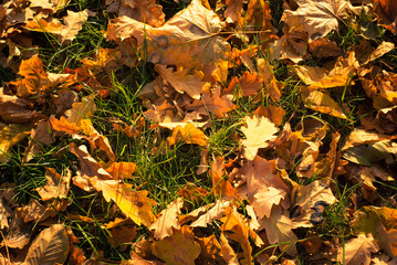 Autumn fallen background
