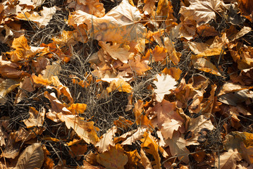 Autumn fallen background