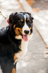 Bernese mountain dog sitting in summer