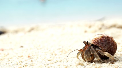 Hermit crab on beach