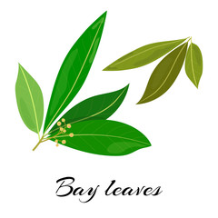 Raw and dried bay leaves. Colored vector illustration