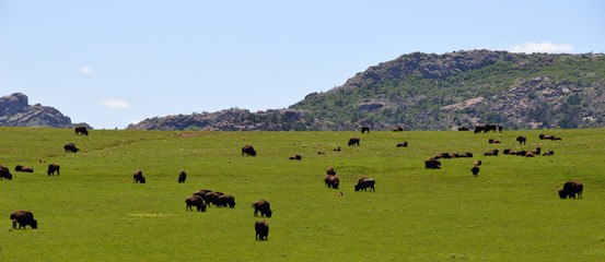Herd of Bisons in the Wichita Mountains OK (USA) © winterbilder