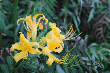 黄色いヒガンバナの花
