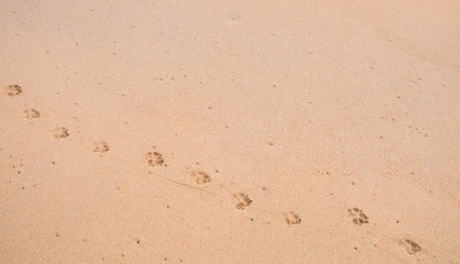 dog footprint on smooth sand at beach