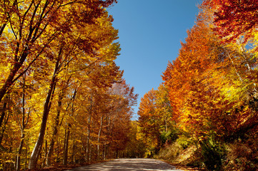 Fototapeta na wymiar Autumn forest path