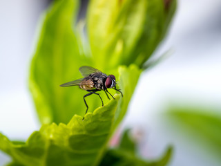 Fly closeup