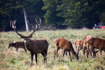 Naklejka na ściany i meble Red deer stag in the autumn forest