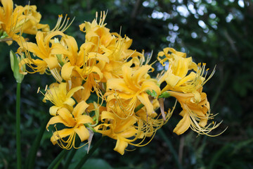 黄色いヒガンバナの花