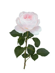 Obraz premium Delicate white rose