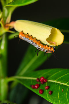 caterpillar worm in the garden