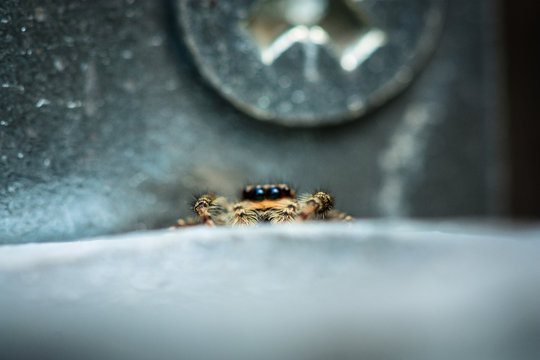 Spider hiding near screw, relative size comparison