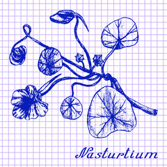 Fototapeta na wymiar Nasturtium. Botanical drawing on exercise book background