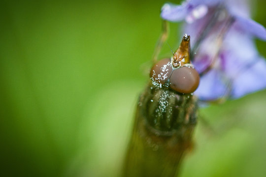 Hoverfly (Rhingia campestris)