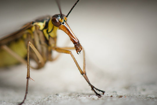 Scorpionfly