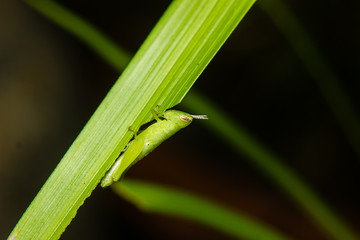 little green grasshopper perched on stem