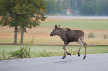.Moose calf crossing the road
