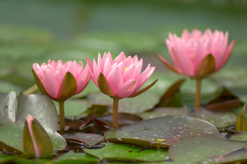 Fototapeta premium 睡蓮