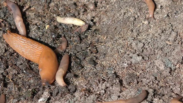 Slug with offspring in the nature