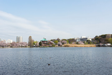 Naklejka premium Shinobazu pond located at Ueno Park, Taito Ward, Tokyo, Japan.