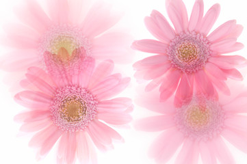 ピンクのガーベラ