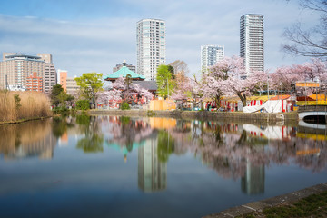 Fototapeta na wymiar Shinobazu pond located at Ueno Park, Taito Ward, Tokyo, Japan.