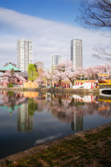 Shinobazu pond located at Ueno Park, Taito Ward, Tokyo, Japan.