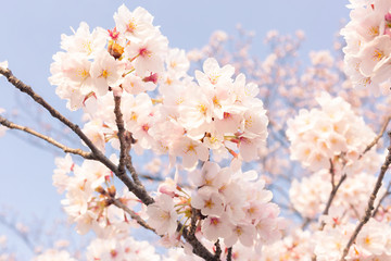 Cherry blossoms at Ueno Park, Tokyo, Japan.