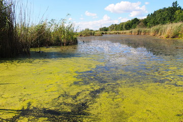 Lake with green algae and duckweed on the water surface 