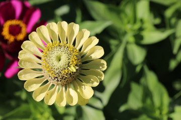 gelbe Zinnie (Zinnia elegans)