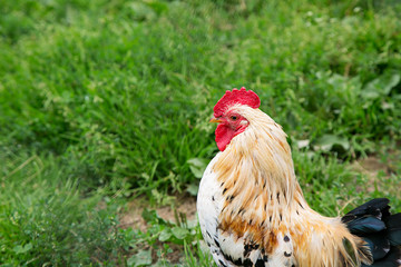 Beautiful colorful rooster on outdoor.