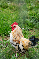 Beautiful colorful rooster on outdoor.