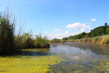 Lake with green algae and duckweed on the water surface 