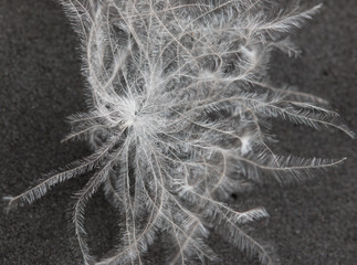 White bird feathers on a black background