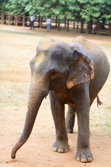 Fototapeta premium sri lanka elephant