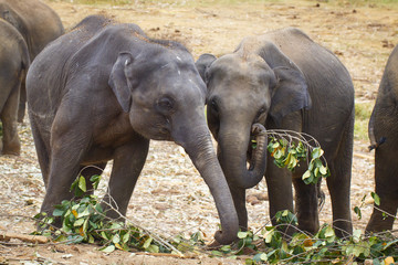 Obraz premium sri lanka elephant