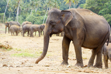 Fototapeta na wymiar sri lanka elephant