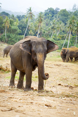 Fototapeta premium sri lanka elephant