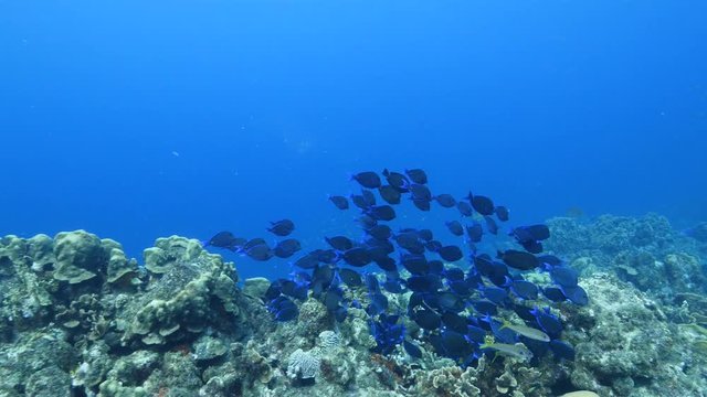Unterwasser - Riff - Fisch - Fischschwarm - Schwamm - Taucher - Tauchen - Curacao - Karibik - 4K