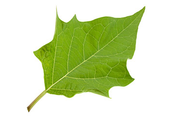 Hindu datura leaf on white