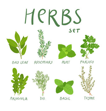 Set of 8 vector herbs