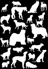 twenty three white isolated on black dogs