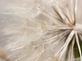 Naklejka premium White dandelion as background
