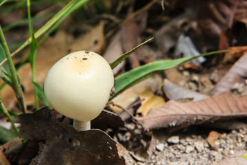 mushroom growing in the ground