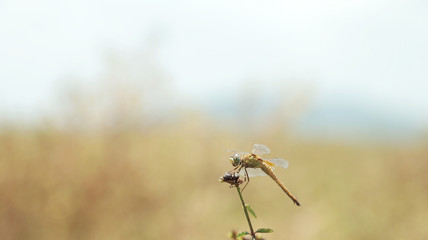 Close up Dragonfly holding a dried plant