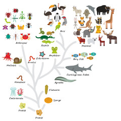 Evolution in biology, scheme evolution of animals isolated on white background. children's education, science. Evolution scale from unicellular organism to mammals. Vector