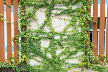 ivy leaves isolated on a white background